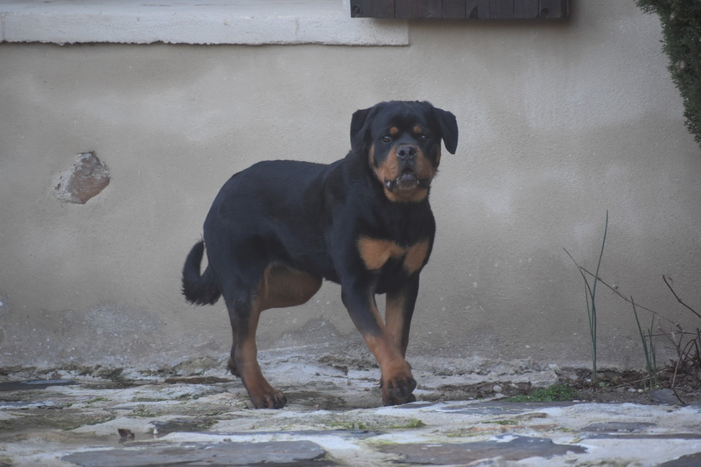 Publication : Du Royaume De L'Occitanie 