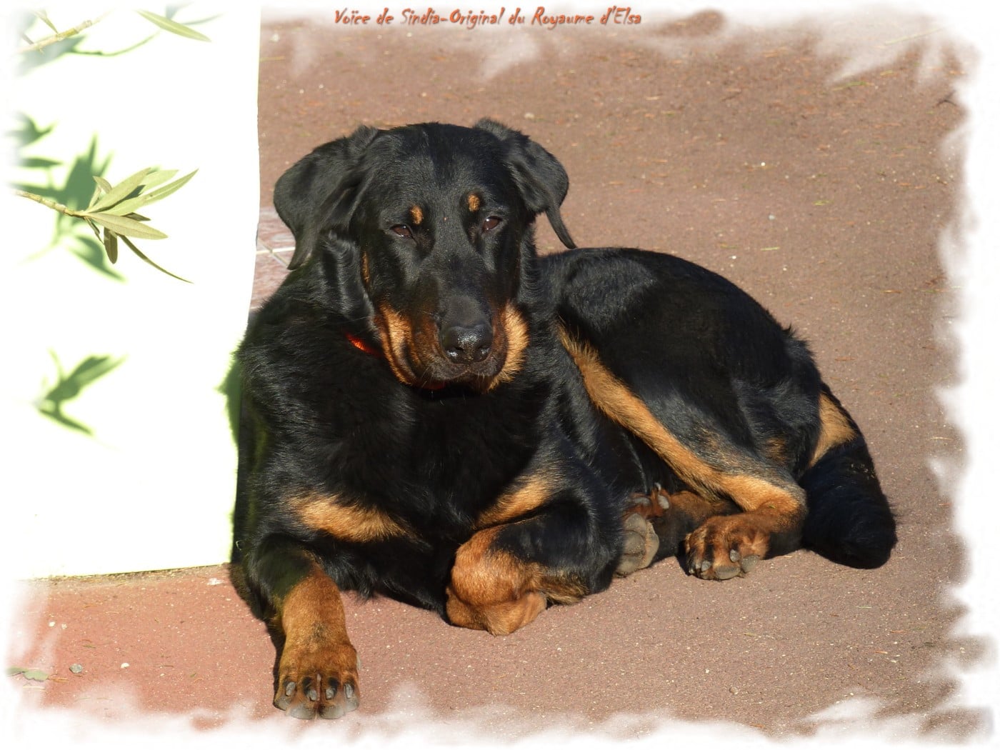 Publication : du Royaume D'Elsa Auteur : Agnes du Royaume d'Elsa