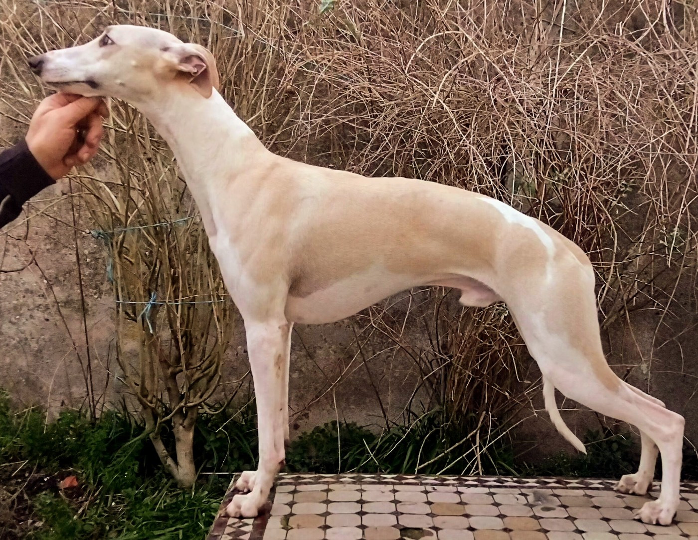 Publication : du castel minervois Auteur : Y.CONSTANT