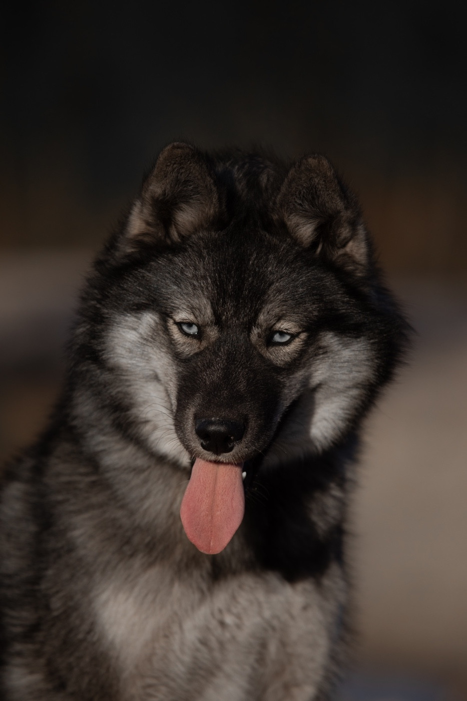 Publication : Of Umok's Dreams Auteur : Chloe zorzano Bry