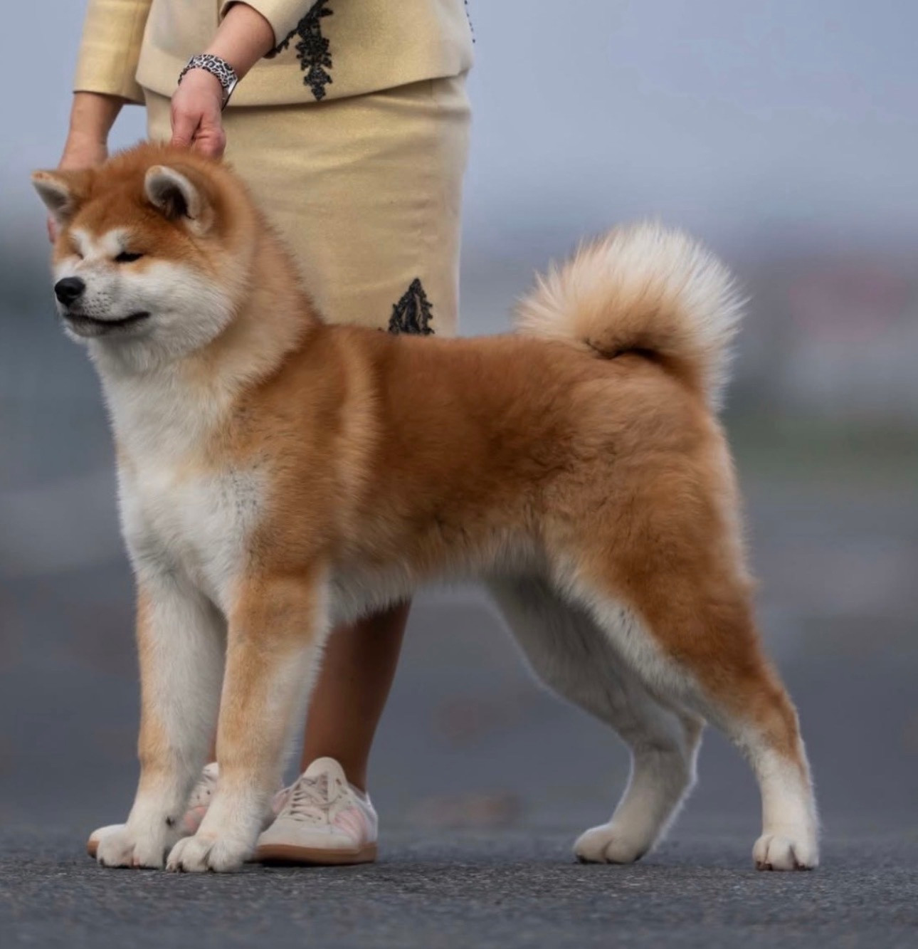 Publication : du Clos des Chtis Auteur : Team du clos des Chtis