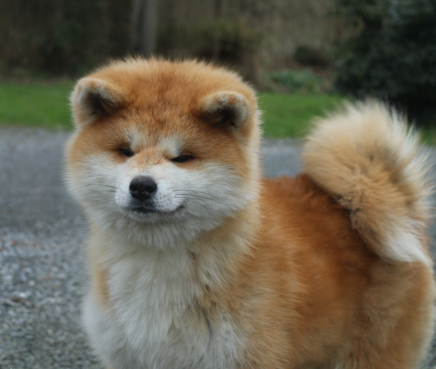 Publication : Des Fideles Akita Ken 