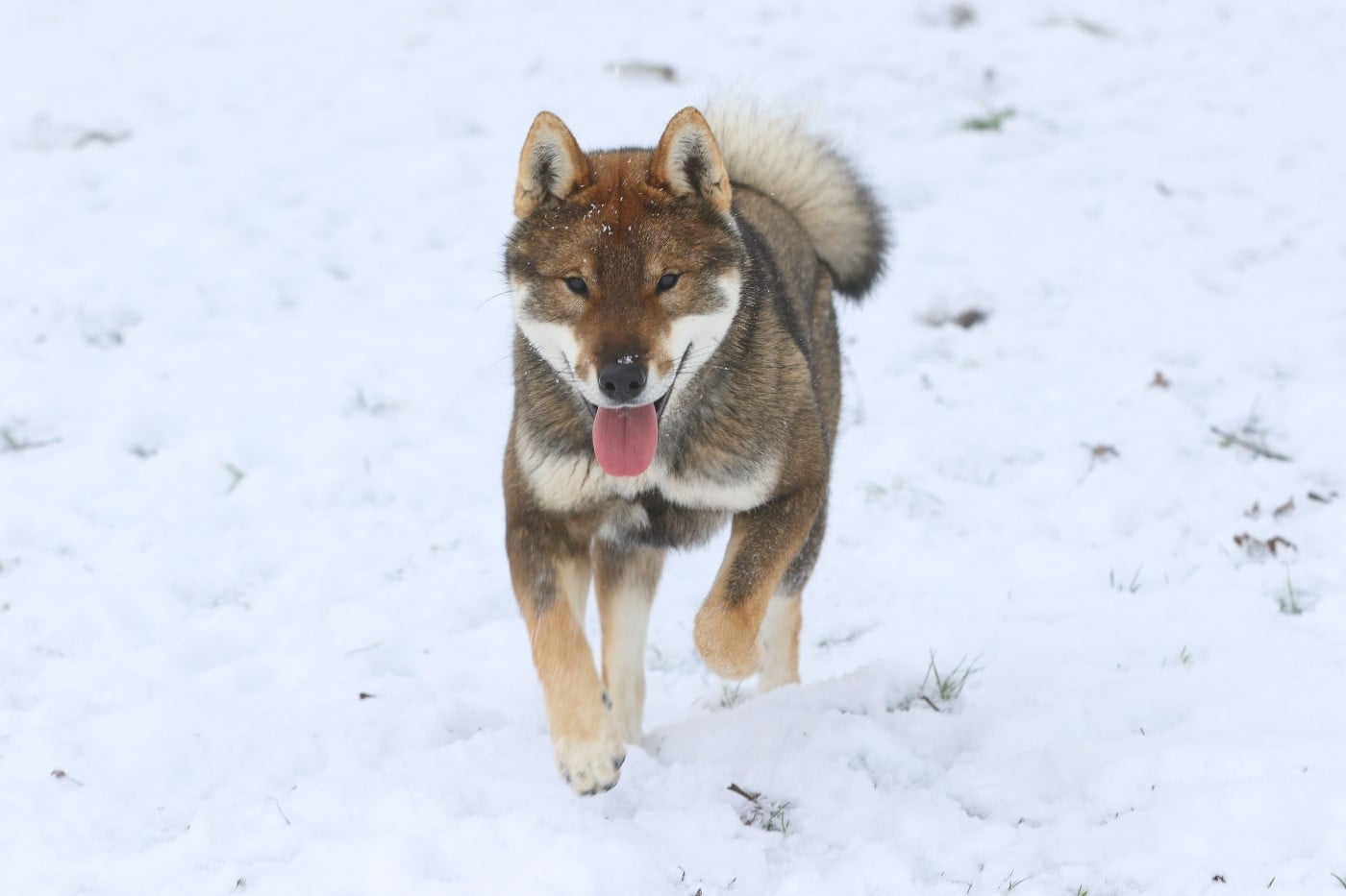 Publication : Kibo No Okami