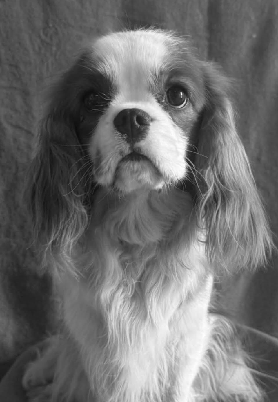 Publication : Du Souvenir Des Dicks 