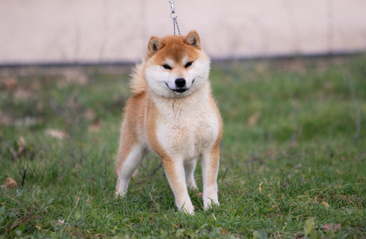 Vogue du Bois de Compiègne