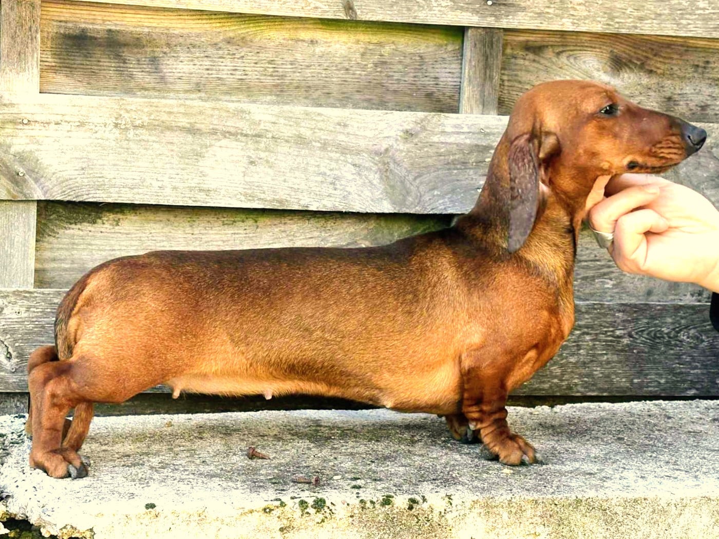 Publication : du castel minervois Auteur : y.constant