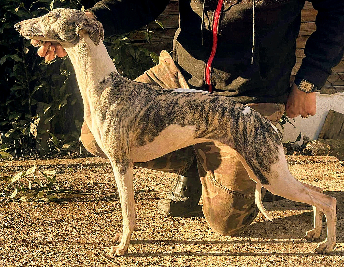 Publication : du castel minervois Auteur : Y.CONSTANT