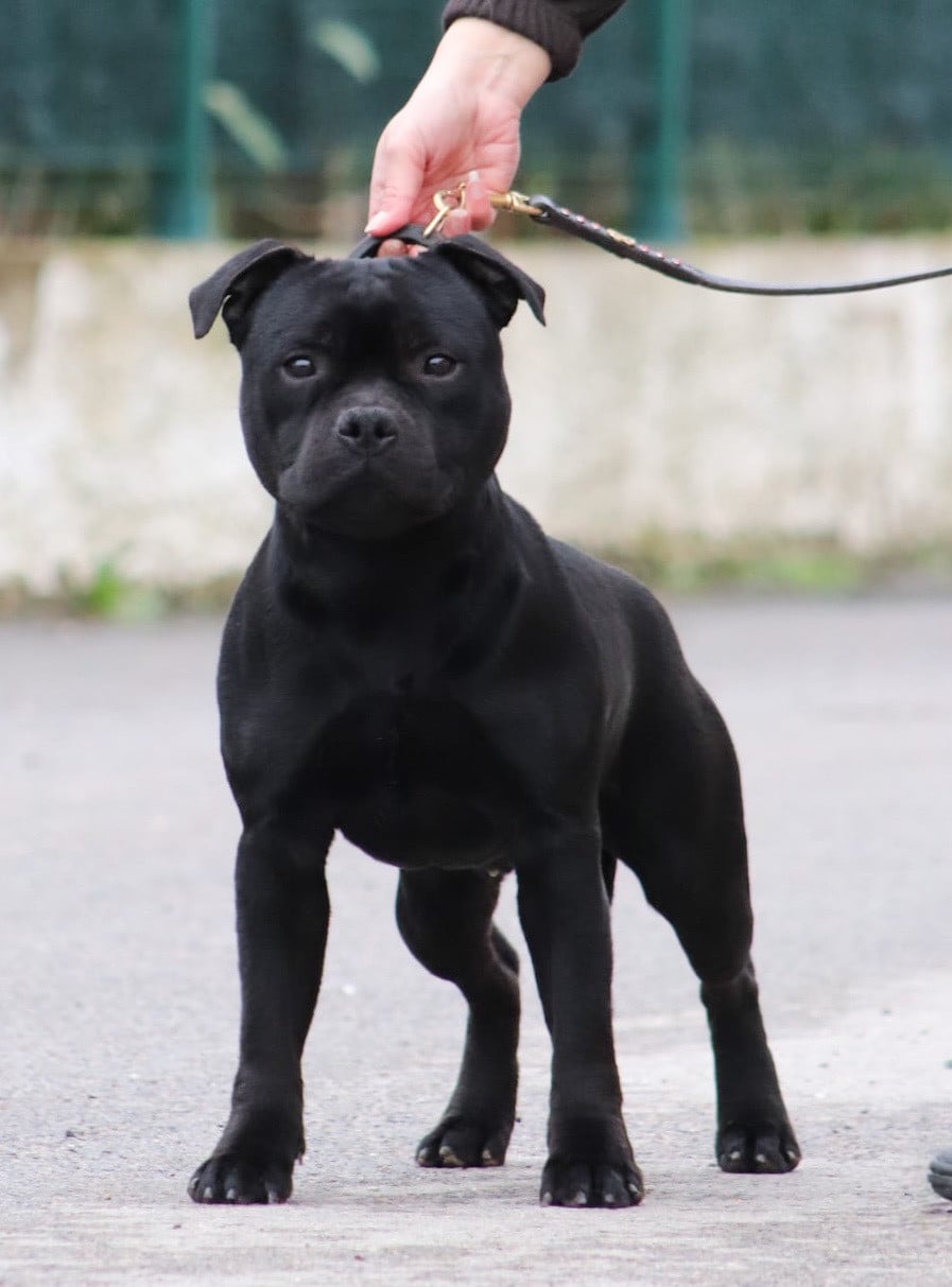 Publication : Sweet Dream Stafford 