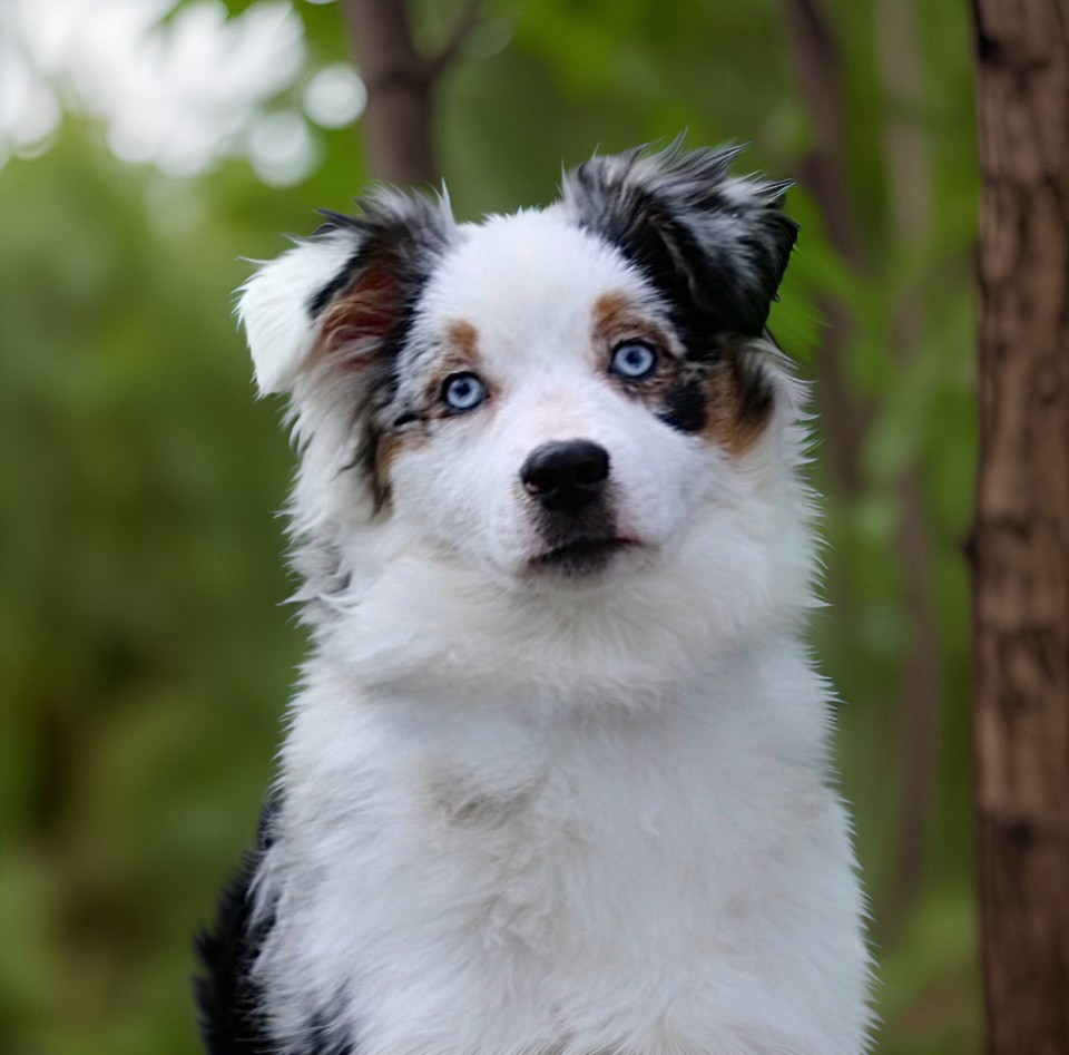 Publication : Des Plaines De Barbizon