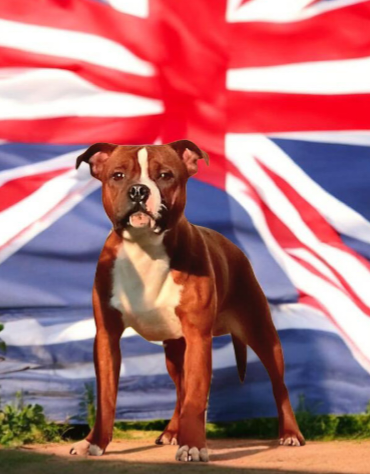 Publication : Imperial Red Bull 