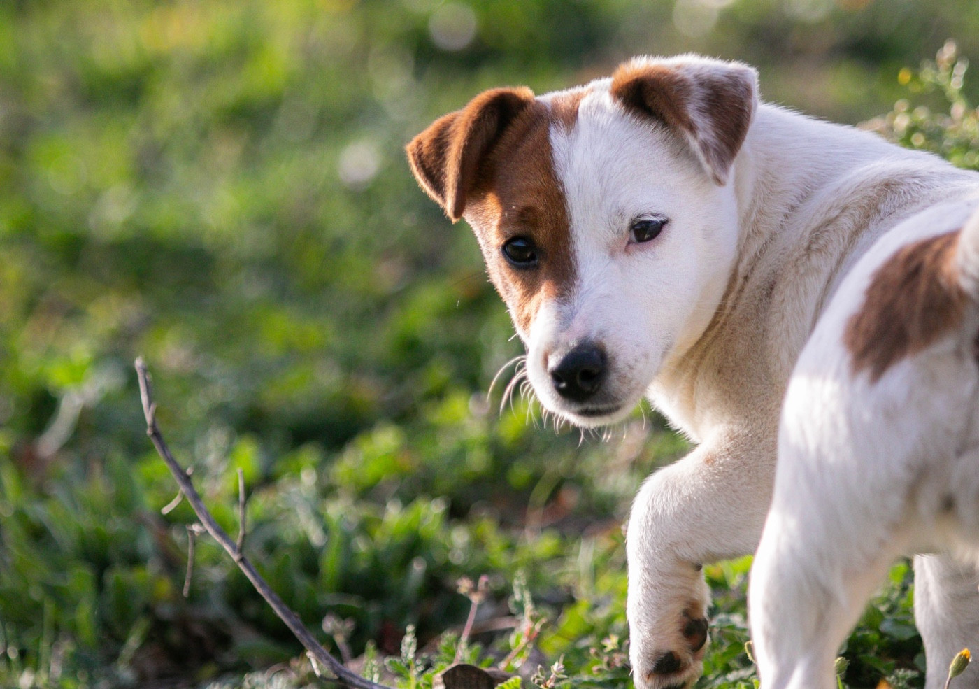 Publication : du Bois de Compiègne 