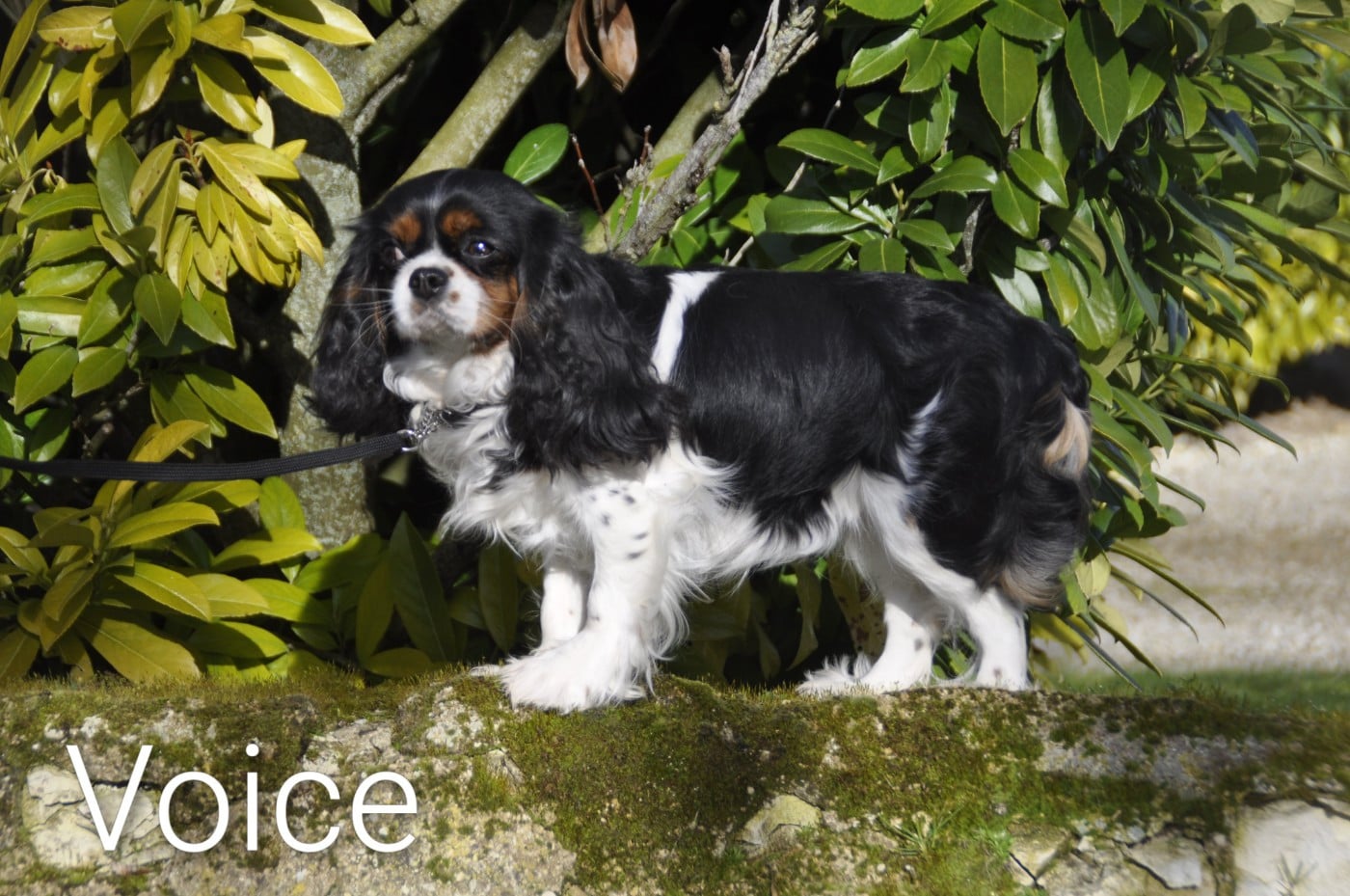 Vibes des Fauves du Kef