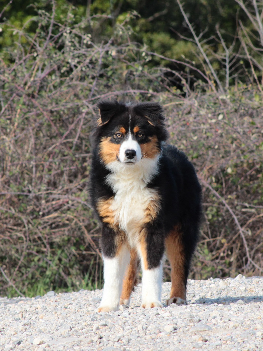 Publication : Of Masadora