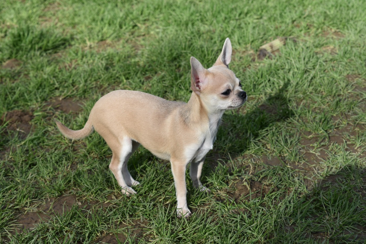 Publication : de l'elixir d'amour