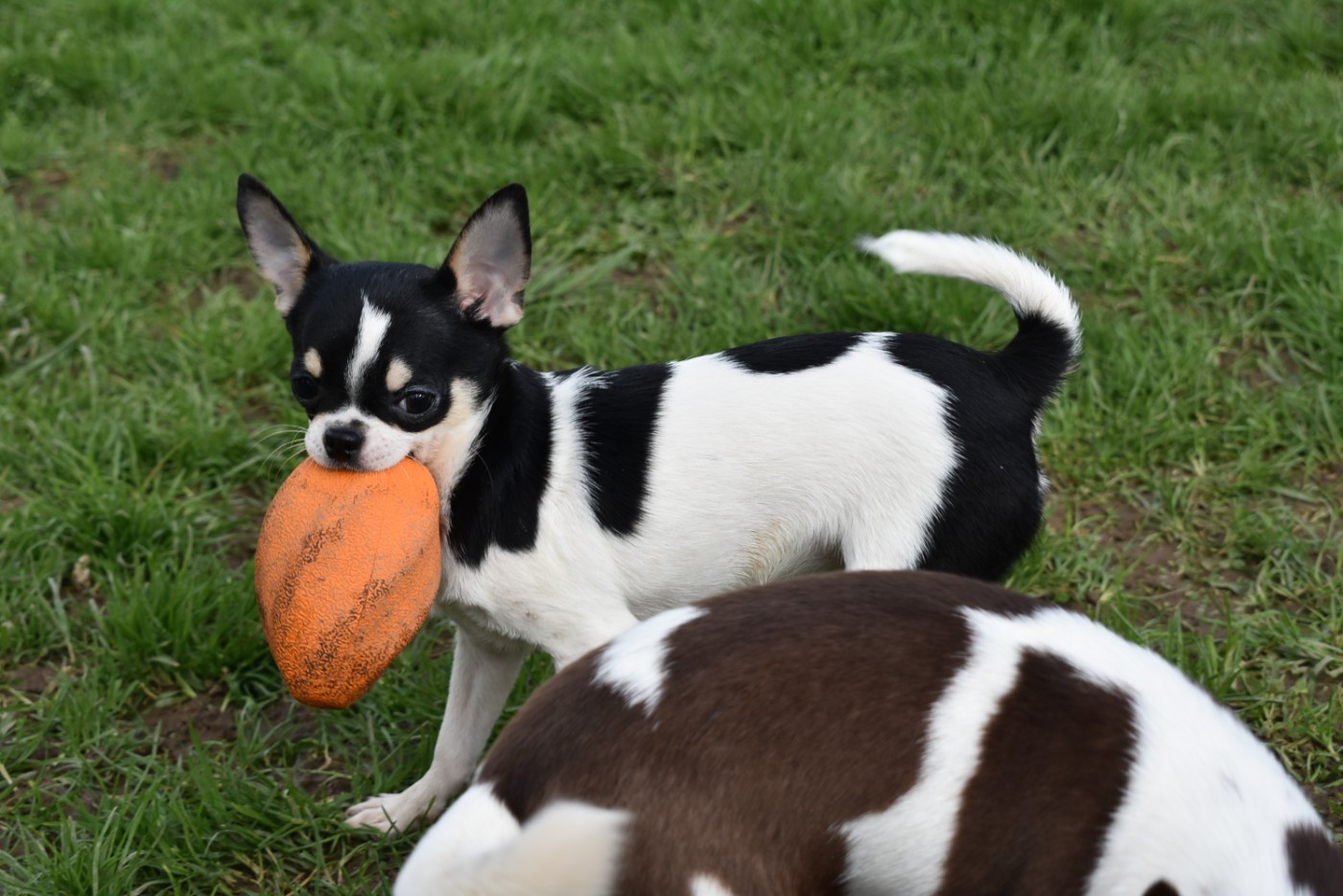 Publication : de l'elixir d'amour