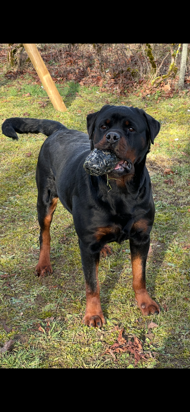 Publication : Du Dog-Builder 