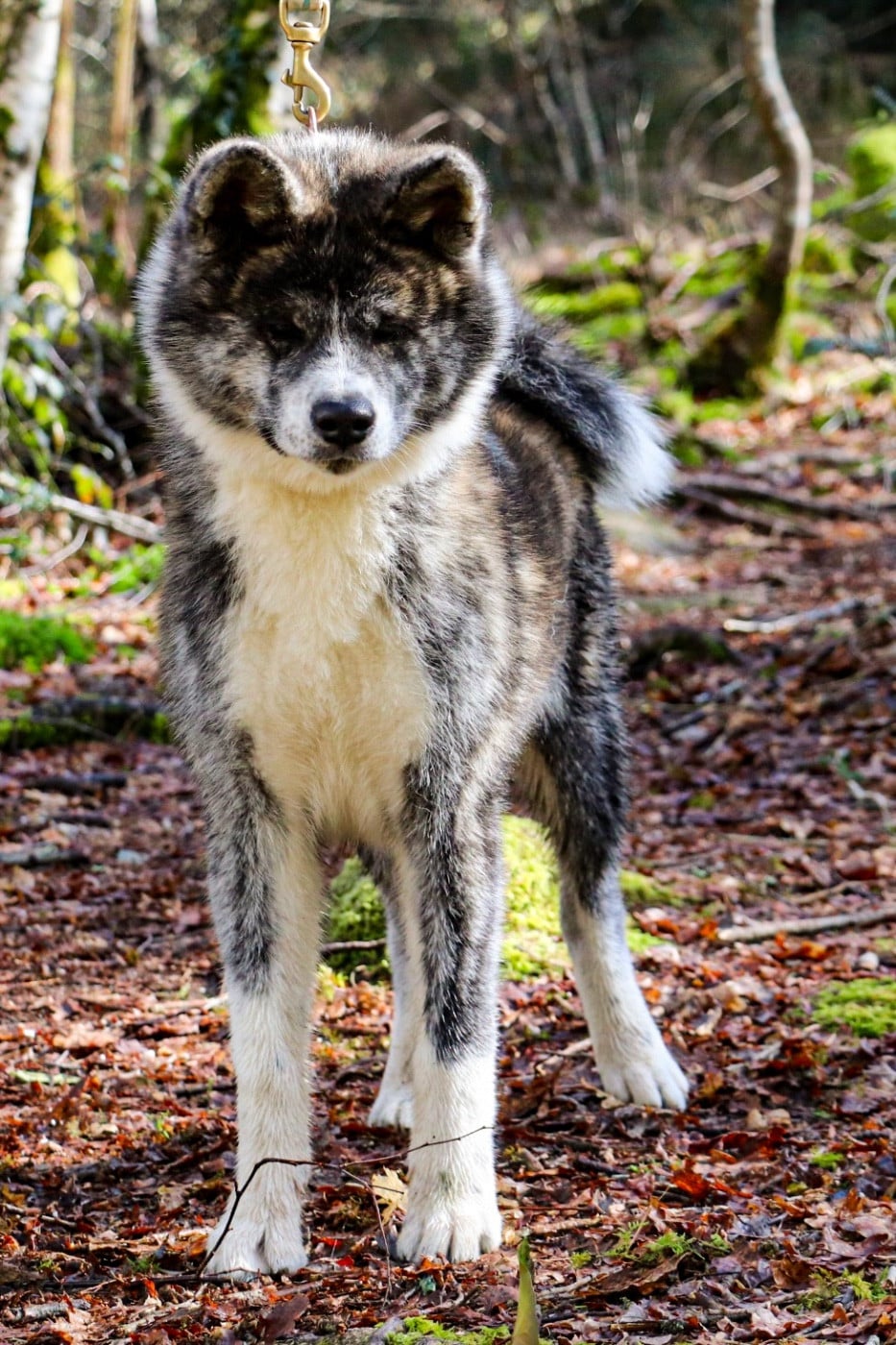 Publication : The Guardian Of Silver Souls 