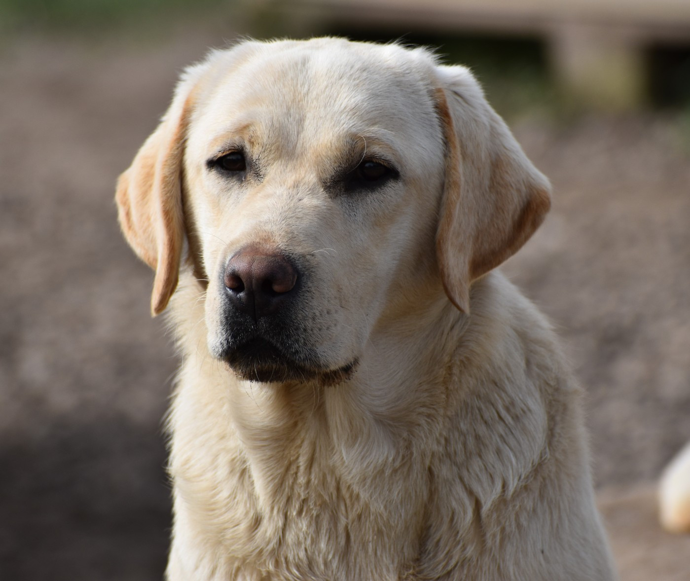 Publication : Du Moulin Sault 