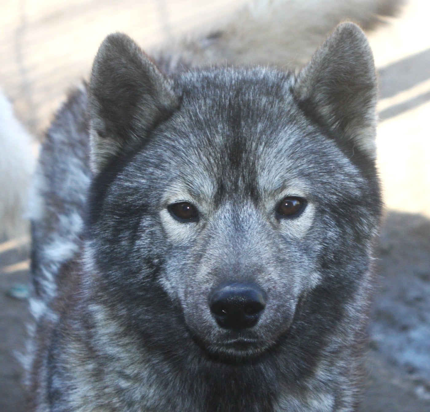 Vibrant colors paint a world vizeria Of Legendary's Reborn