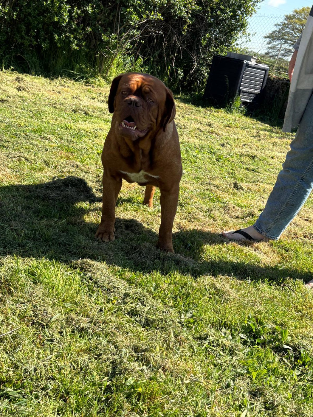 Publication : Des compagnons de la belle Etoile Auteur : Elite Royal Dog