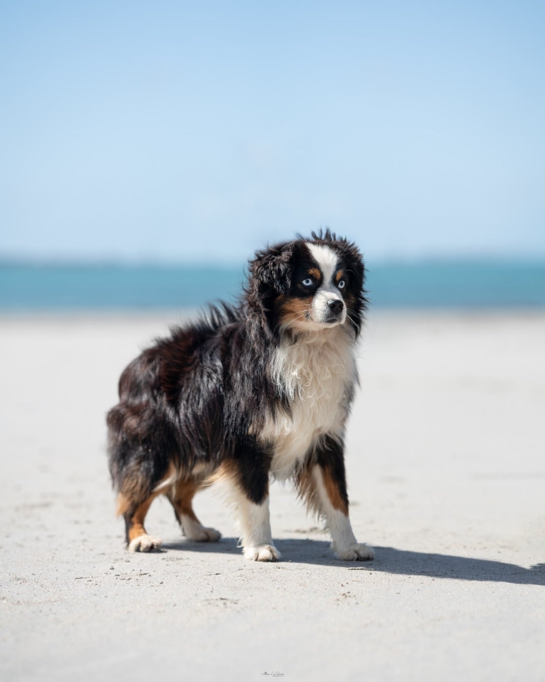 CH. fullerton Return to sunders elvis