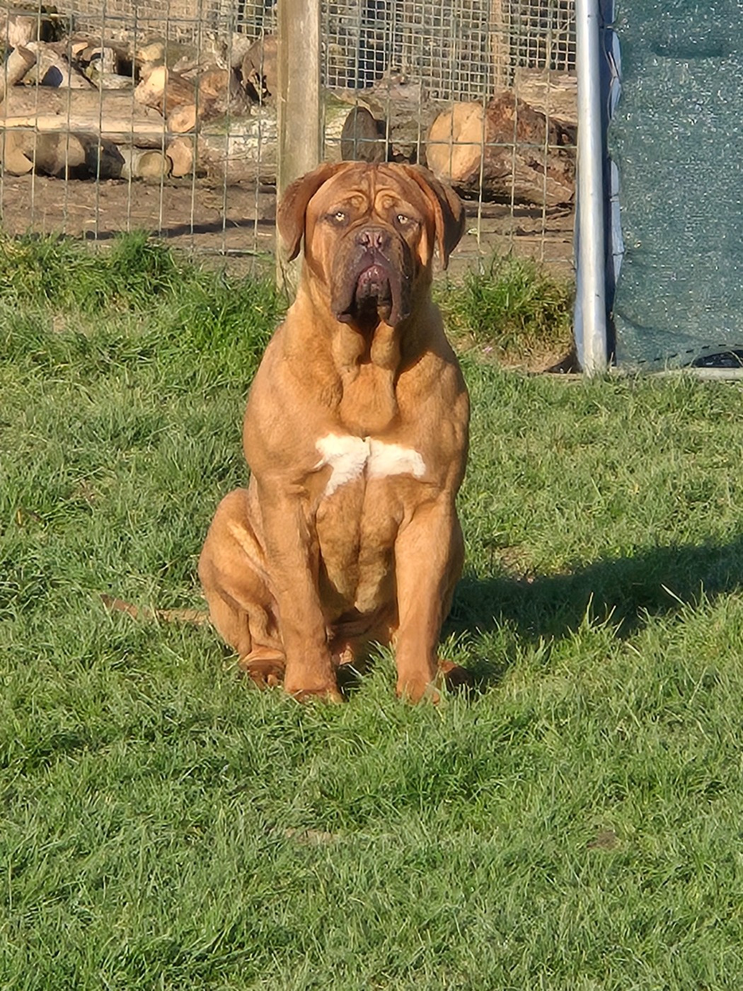 Publication : De L'Elite Royal Dog  Auteur : Elite Royal Dog
