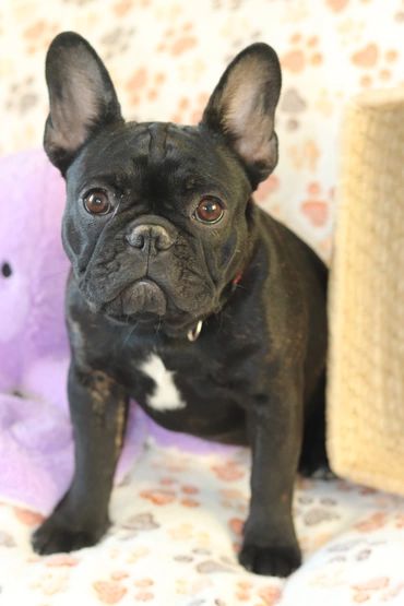 Publication : de la plaine d'ipnaya 