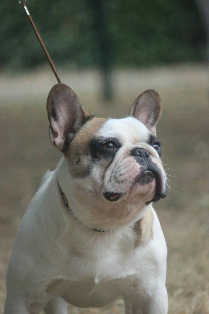 Publication : du Domaine d'urkantys 