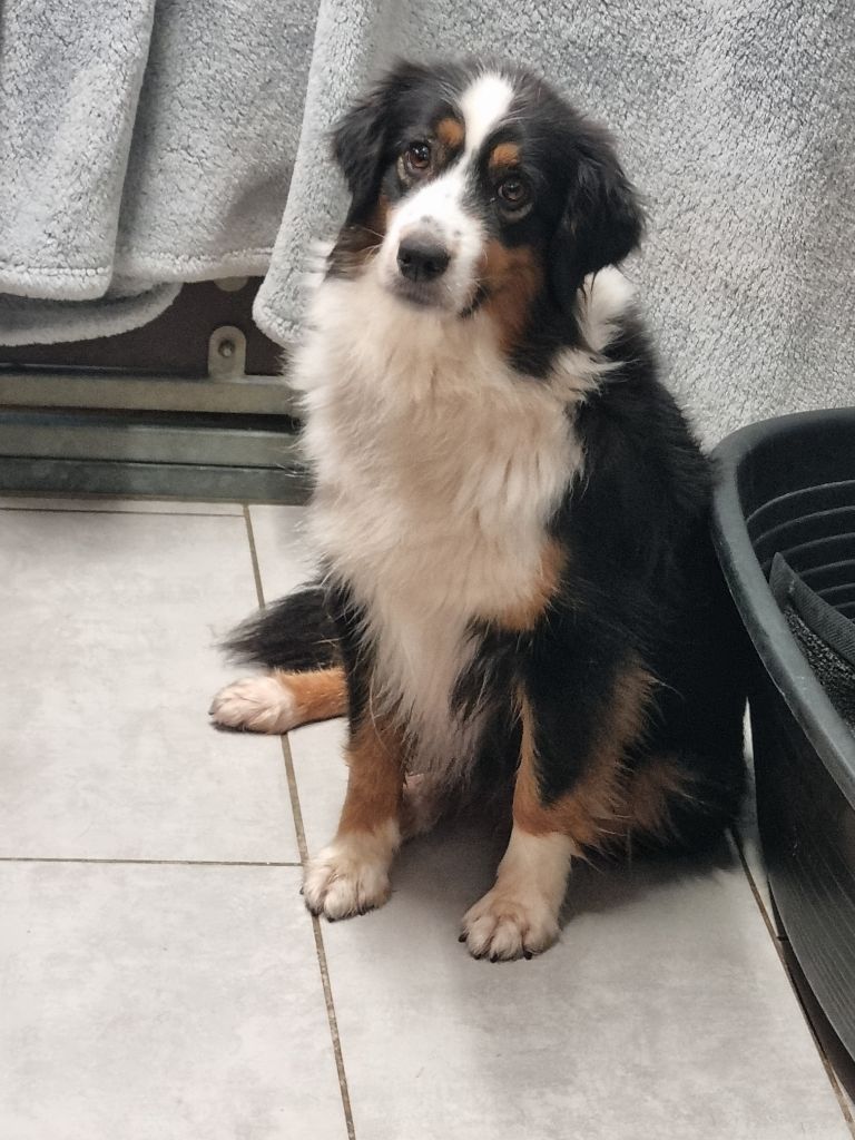 Publication : des Romarins de Mayerling 