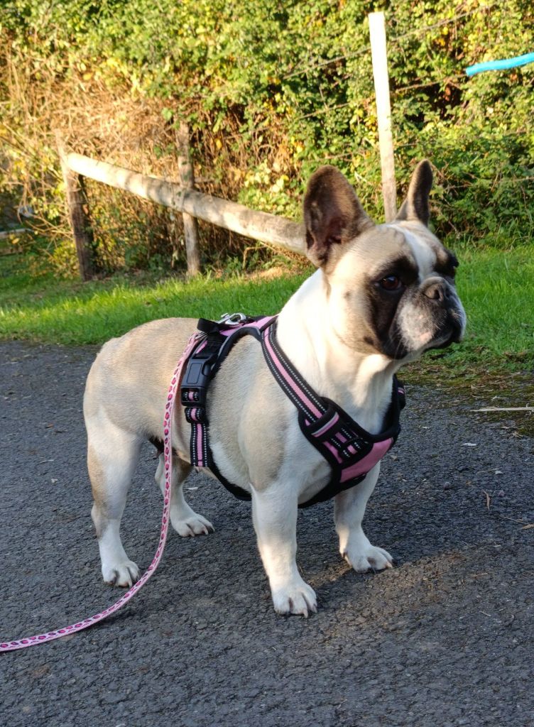 Publication : Des Trez'or D'hamarkhis Auteur : AB