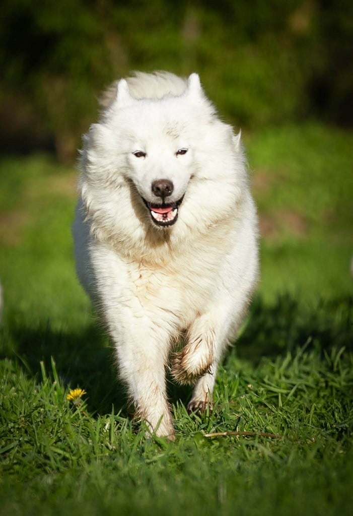 Publication : (Sans Affixe) 