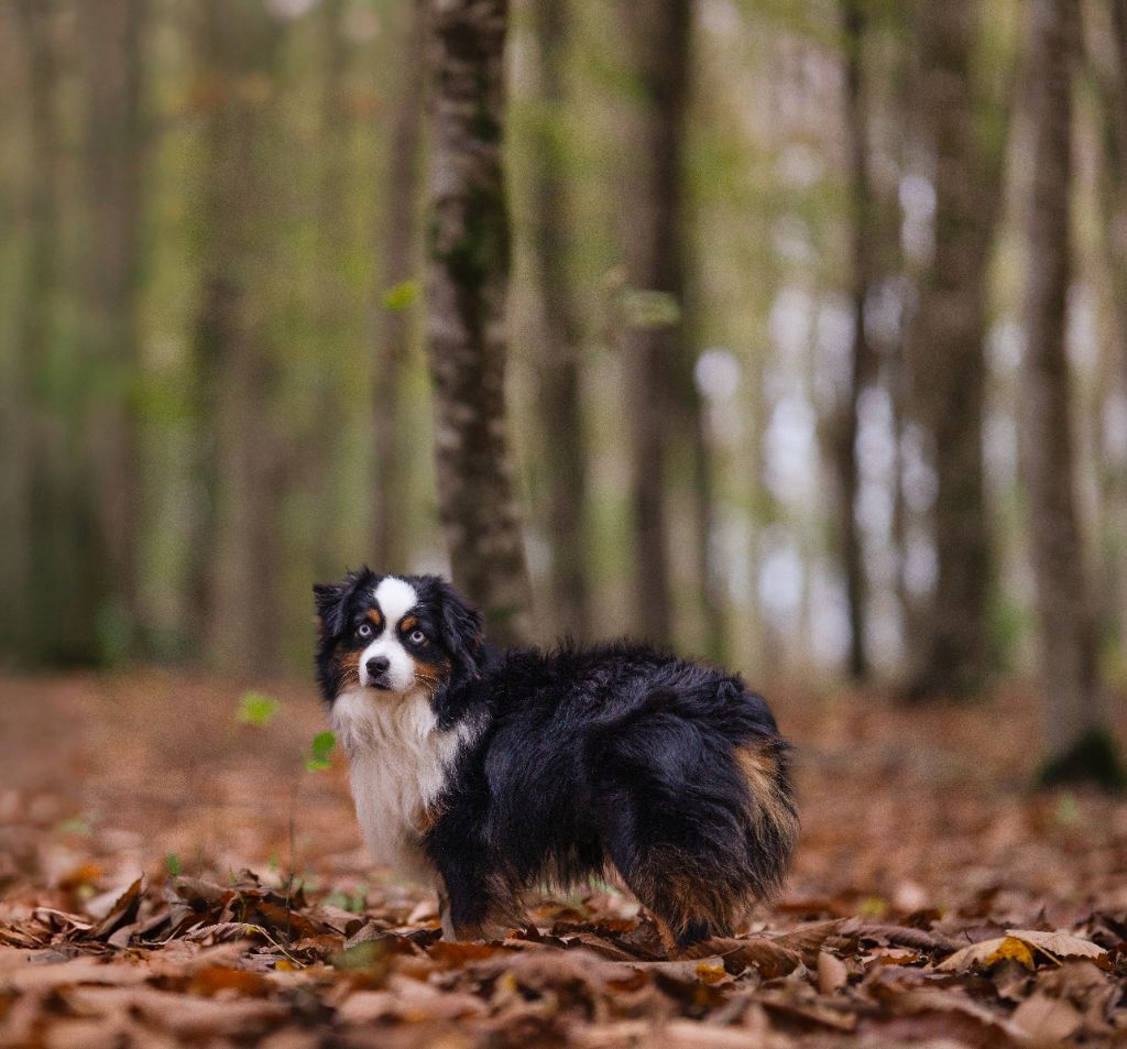 Publication : (Sans Affixe)