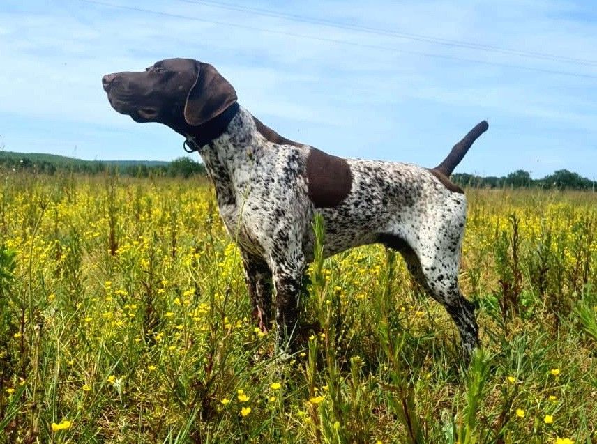 Publication : du Bois Feuraz