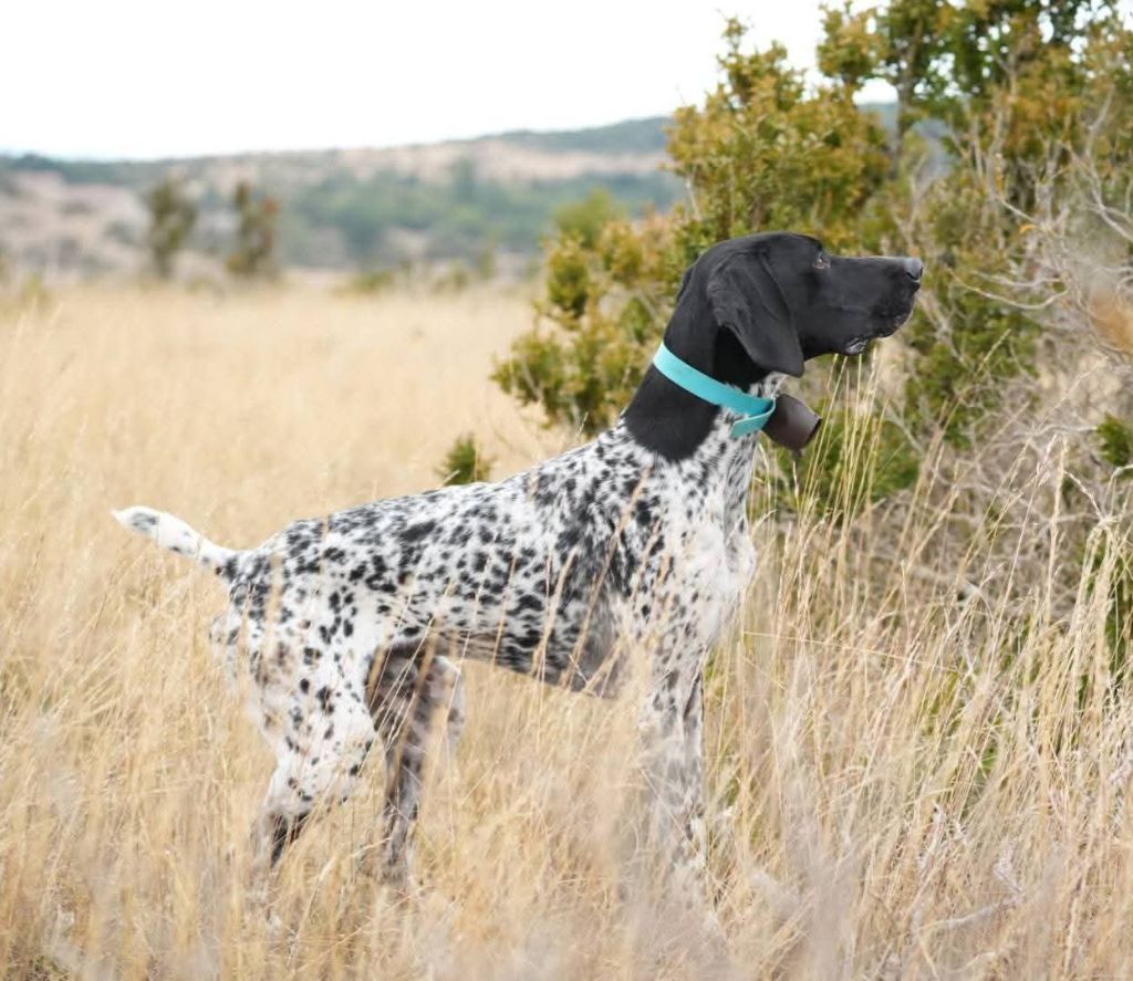 Publication : des Granges de la Dombes 