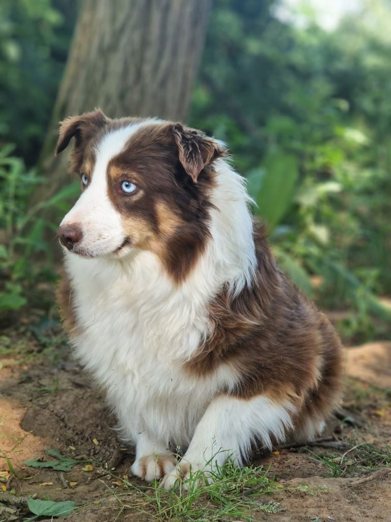 Tix l'aventuriere Du Domaine Du Clos Australien