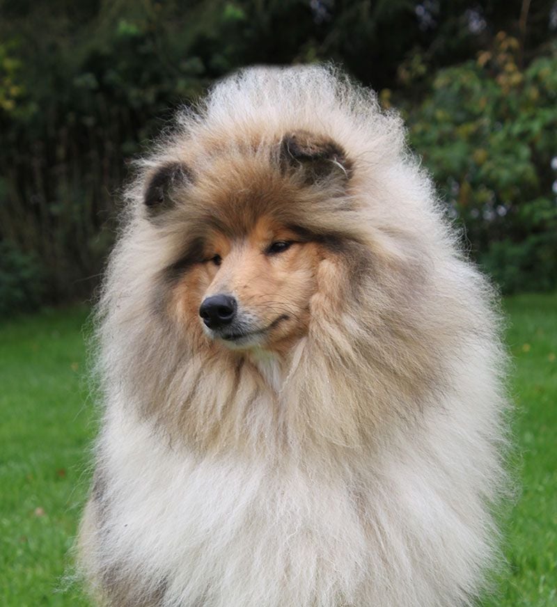 Publication : of Lowlands Green Valley Auteur : Laurence THEVENIN