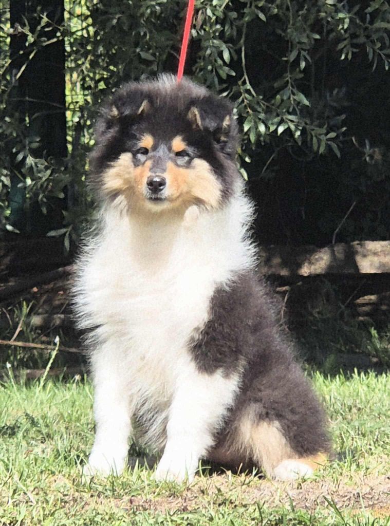 Publication : De La Nit