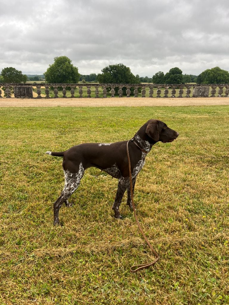 Publication : du Marais de Gargouille Auteur : ludovic sillard