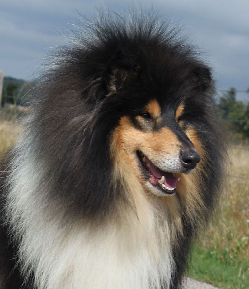 Publication : of Lowlands Green Valley Auteur : Laurence THEVENIN