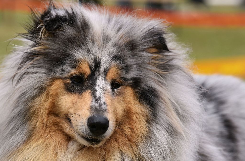 Publication : Des mille vergers Auteur : Eric Fierobe