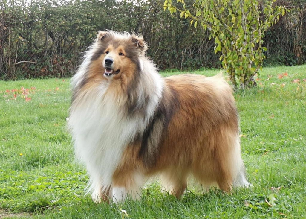 Publication : des Olidrines Du Vrin 