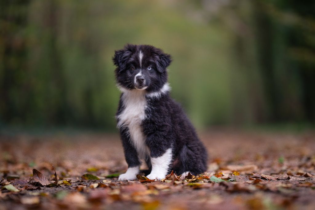 Publication : (Sans Affixe) 