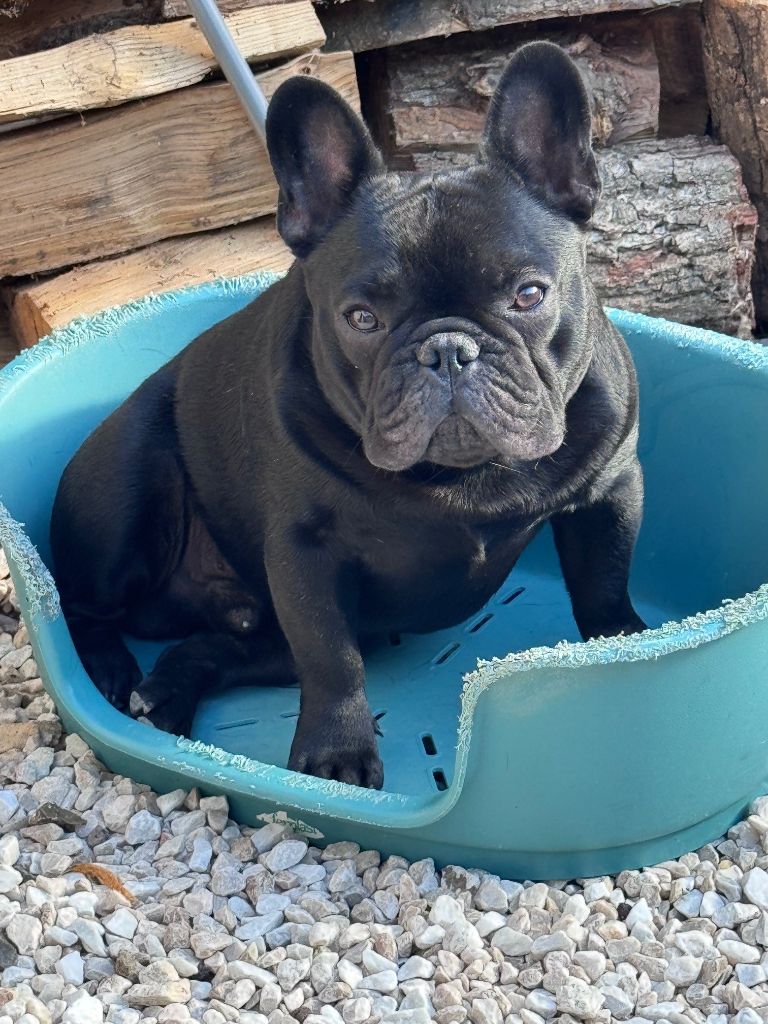 Publication : VANESSA BOURDELLE Auteur : BOURDELLE VANESSA