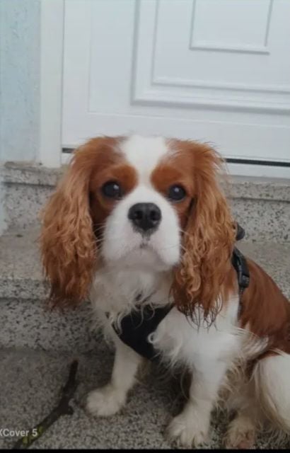 Publication : Emmanuelle Herrera