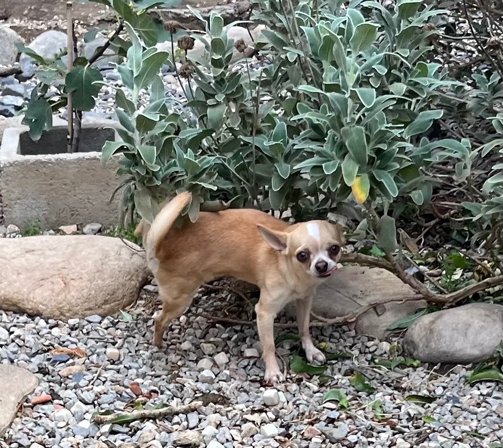 Publication : du manoir aux peupliers Auteur : Willy Gossellin de bénicourt