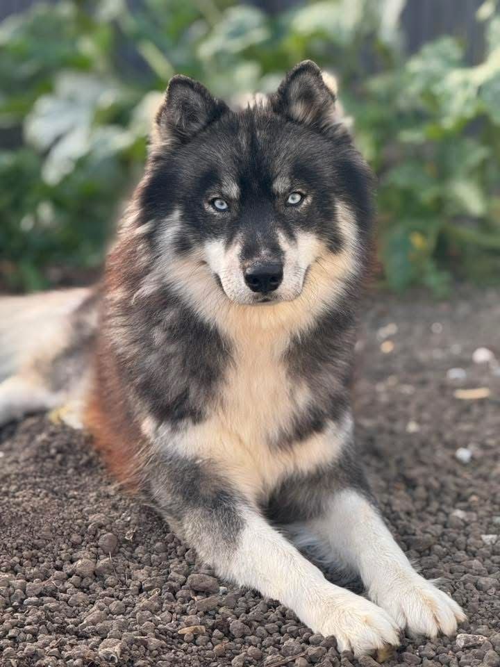 Publication : Sylvie HILST Auteur : Antonio HILST