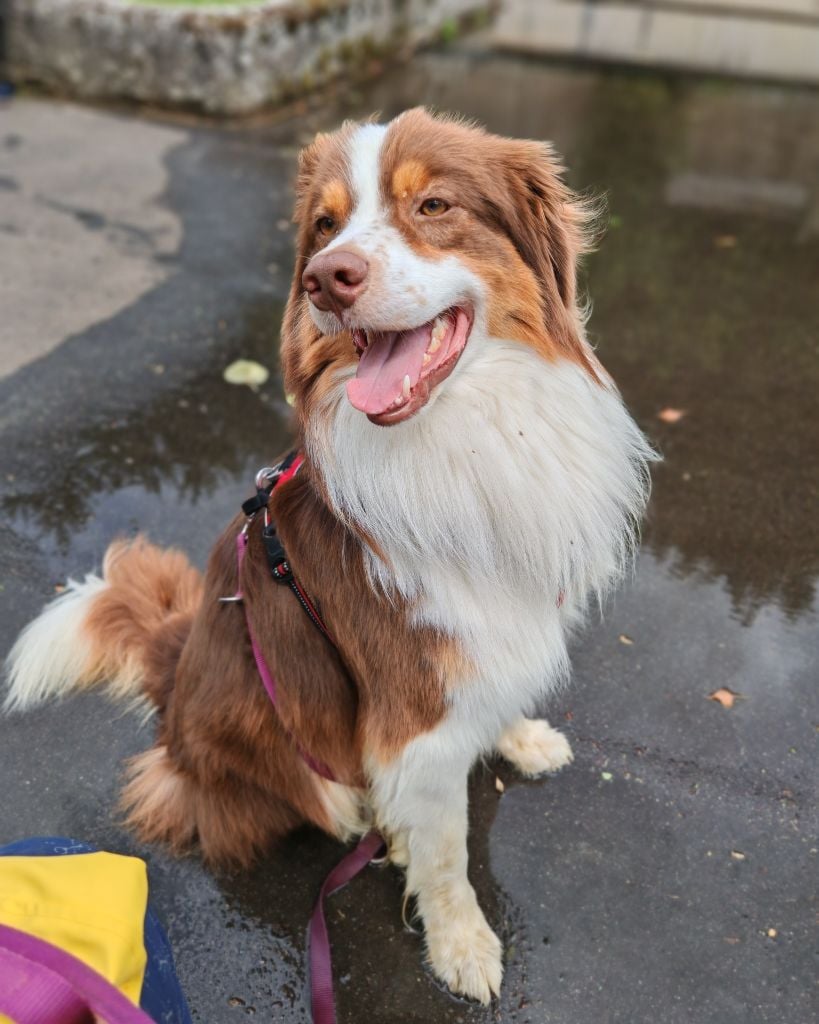 Publication : Valentine Hournau Auteur : Hournau Valentine