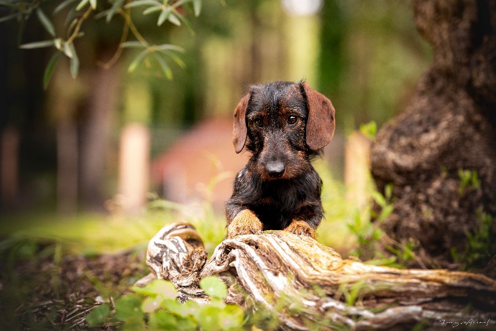 Publication : de Bellemanie Auteur : Chloé Lamiraux