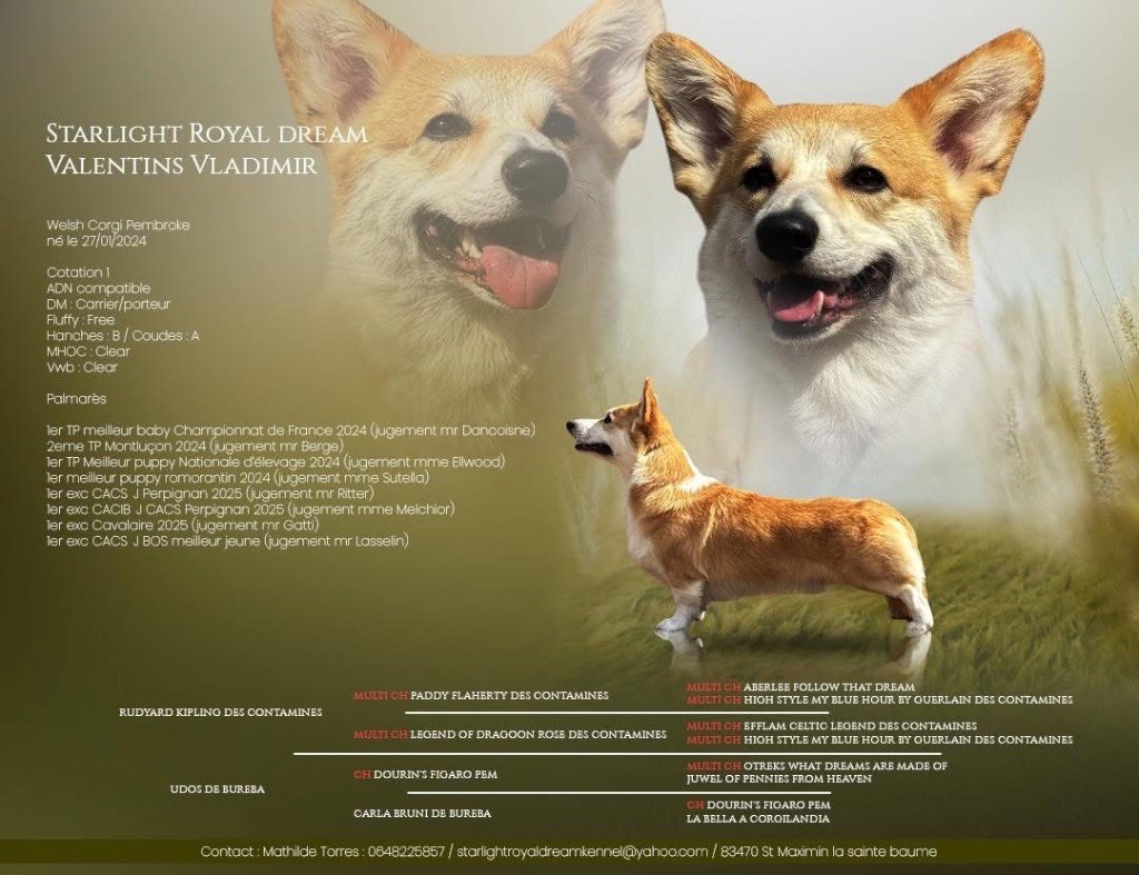 Publication : Starlight Royal Dream Auteur : Bbik dsign 