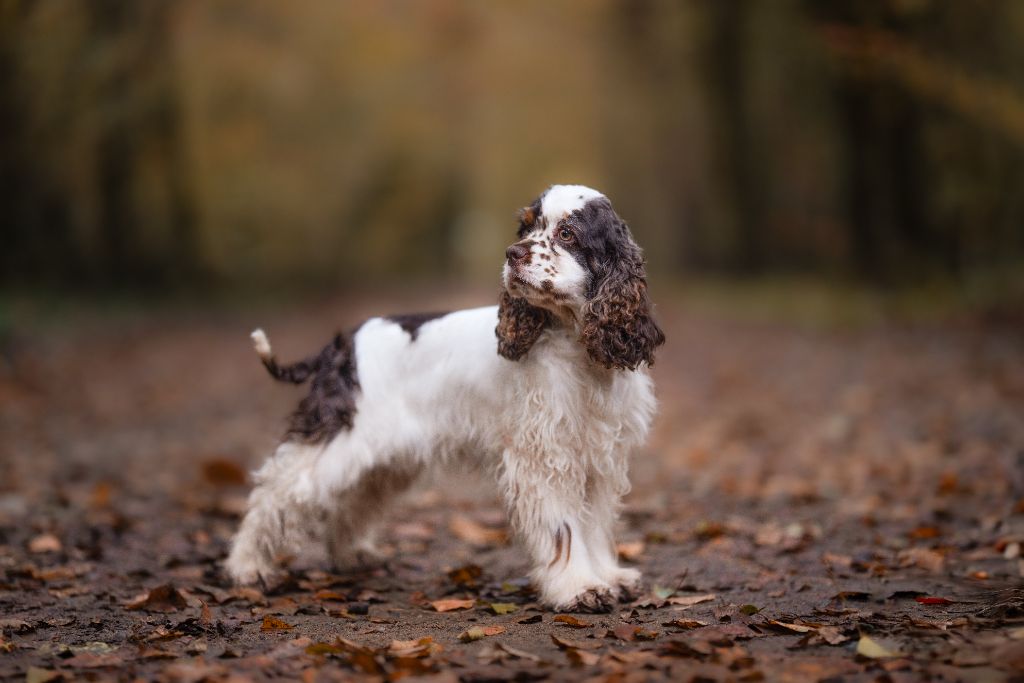 Publication : (Sans Affixe) Auteur : alix photography